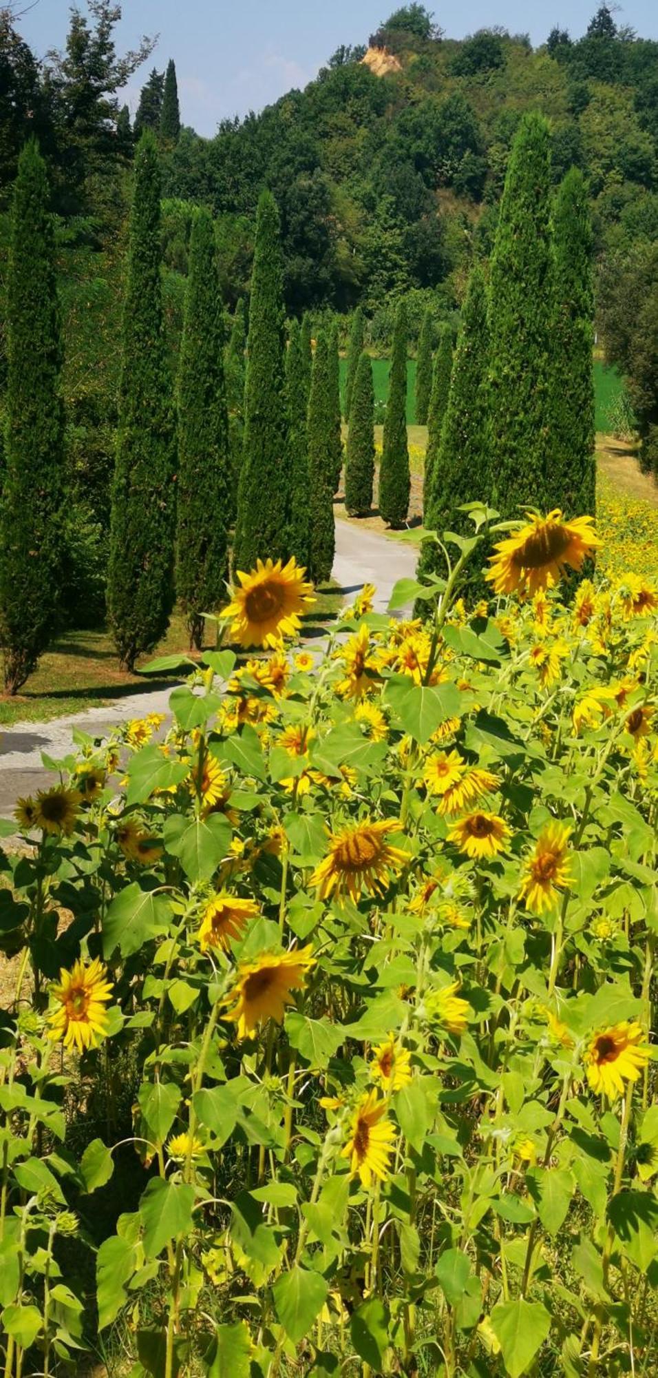 Agriturismo Cascina Cipressa San Romano  Экстерьер фото