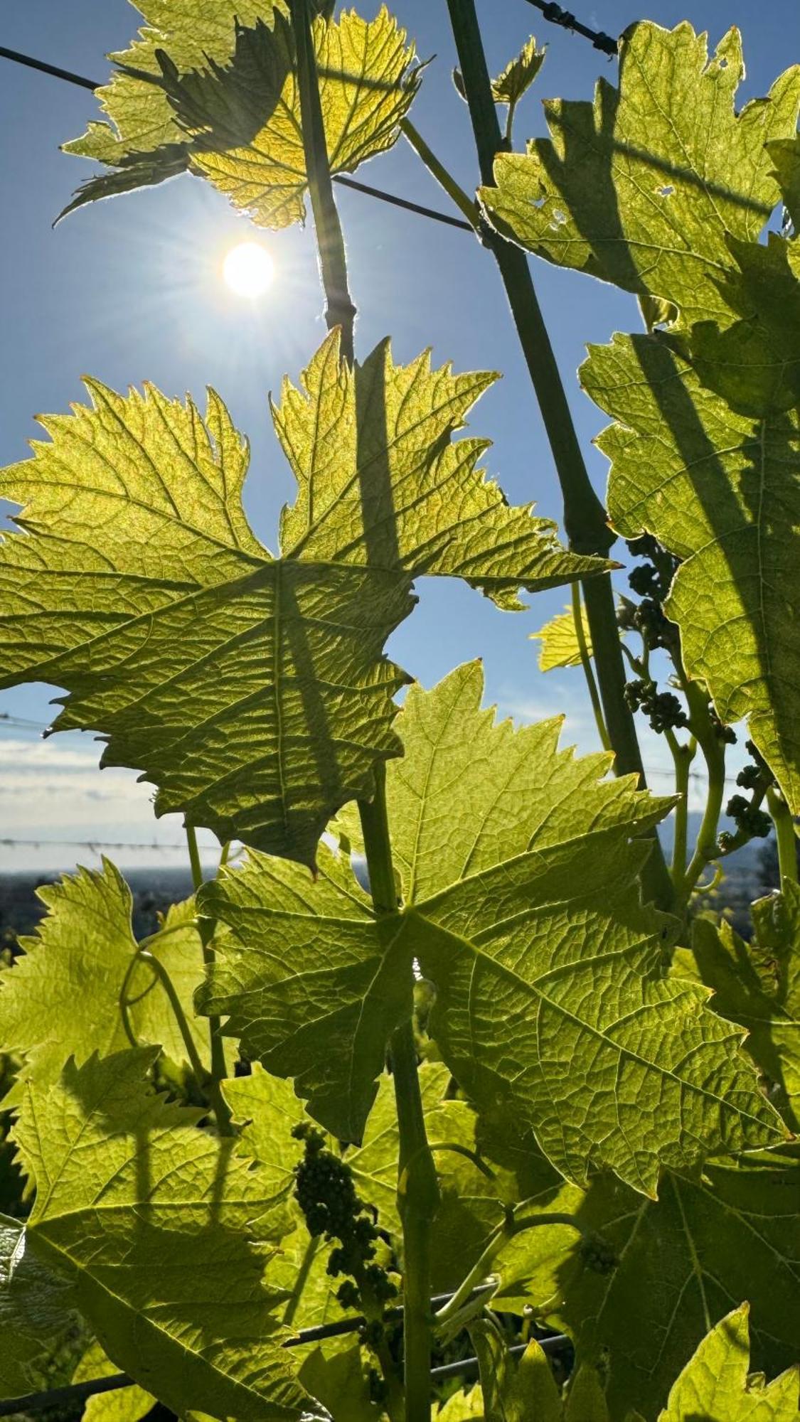 Agriturismo Cascina Cipressa San Romano  Экстерьер фото
