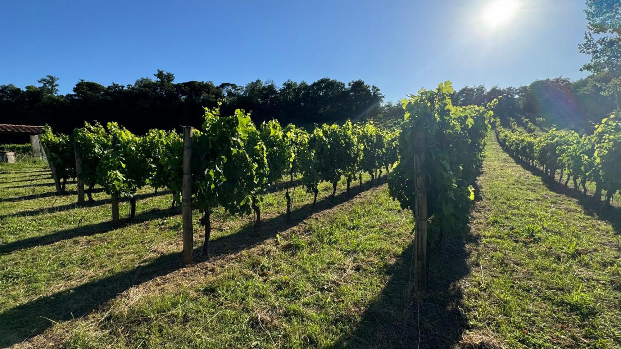 Agriturismo Cascina Cipressa San Romano  Экстерьер фото